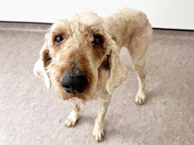 WINNIE THE POODLE Image