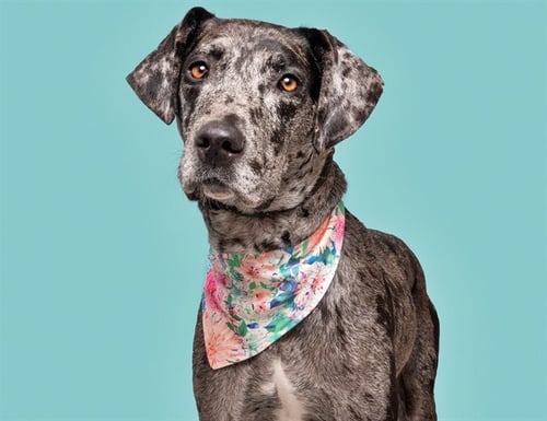 OPALITE - Catahoula Leopard Dog / Plott Hound available for adoption