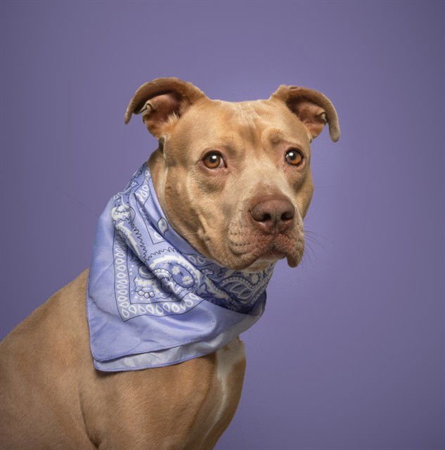 BOOBOO - Pit Bull Terrier available for adoption