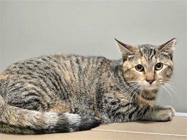 TRICK - Domestic Short Hair available for adoption