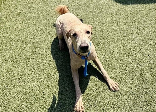 LUKE - Poodle (Standard) / Golden Retriever available for adoption