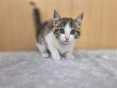 SPOT - Domestic Short Hair available for adoption