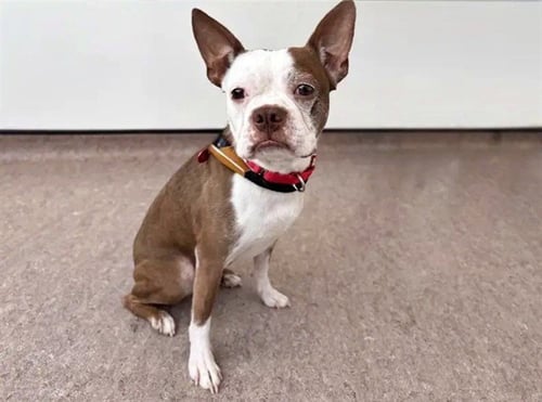 BINGO - Boston Terrier available for adoption