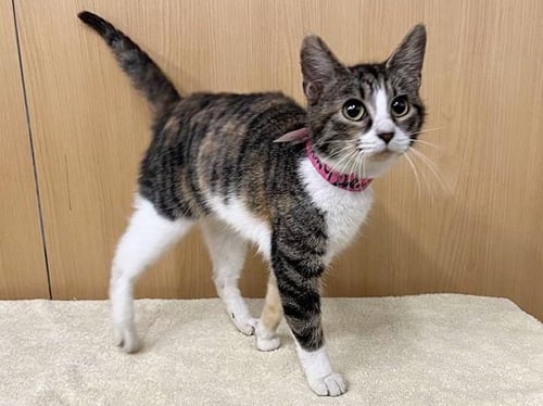 FAMILY DOLLAR - Domestic Short Hair available for adoption