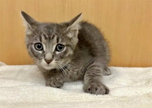 PROVEL - Domestic Short Hair available for adoption
