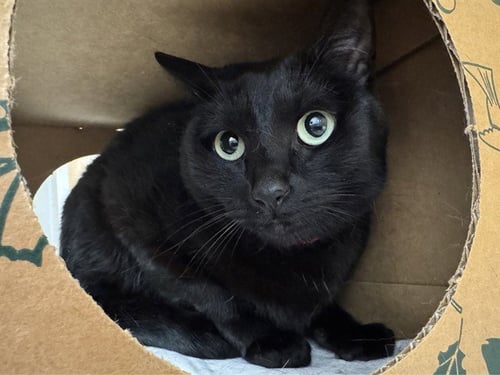 SQUAWKY - Domestic Medium Hair available for adoption