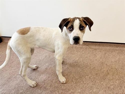 ZANDRE - Labrador Retriever available for adoption