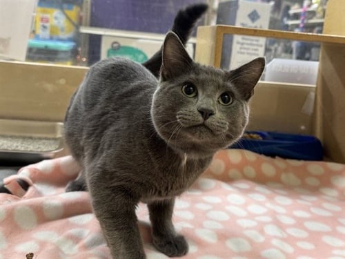 SPOT - Domestic Short Hair available for adoption