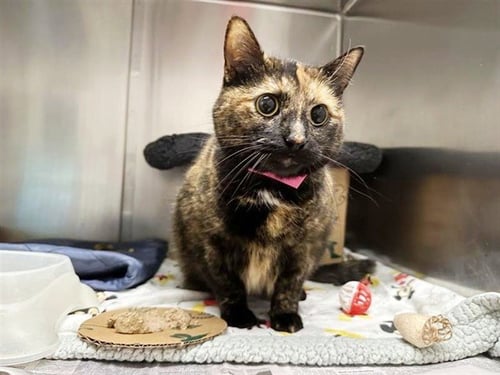 CALLIE - Domestic Short Hair available for adoption