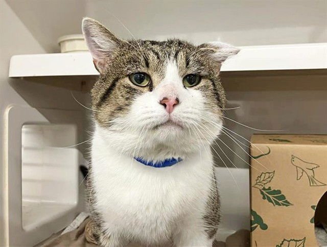 DAN - Domestic Short Hair available for adoption