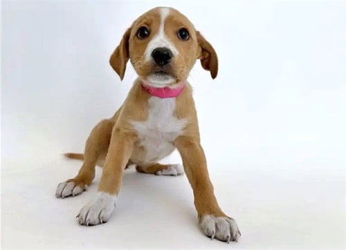 FRENCHIE - Labrador Retriever available for adoption