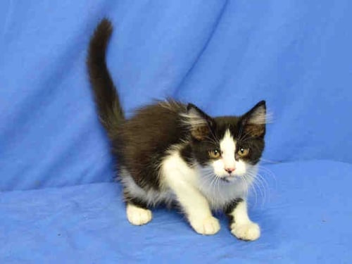 TOM - Domestic Long Hair available for adoption