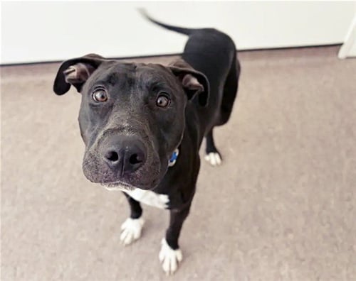TOASTED RAVIOLI - Pit Bull Terrier available for adoption