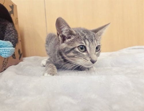 SHII - Domestic Short Hair available for adoption
