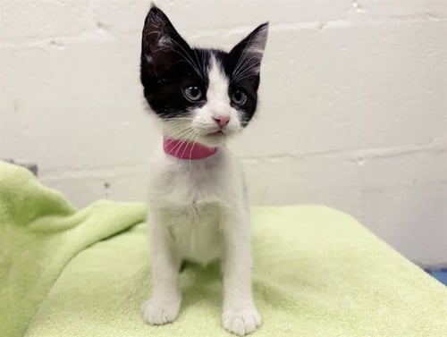 BESSIE - Domestic Short Hair available for adoption