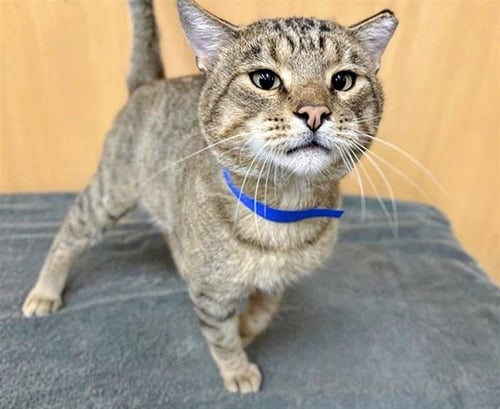 JERRY - Domestic Short Hair available for adoption