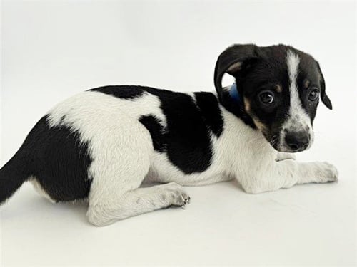 TOM HARDY - Pit Bull Terrier available for adoption