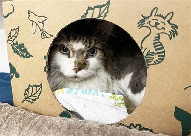 STORM CLOUD - Domestic Long Hair available for adoption