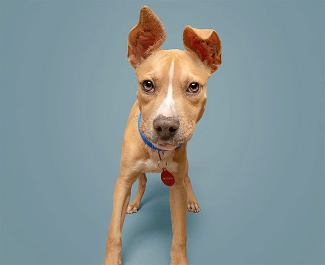 MATEO - Pit Bull Terrier available for adoption