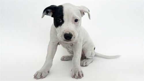 ETHEL - Pit Bull Terrier / German Shepherd Dog available for adoption