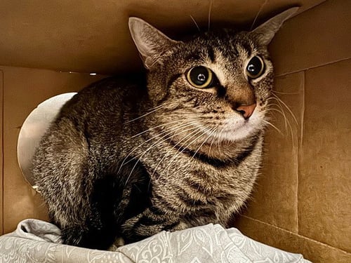 PEANUT - Domestic Short Hair available for adoption