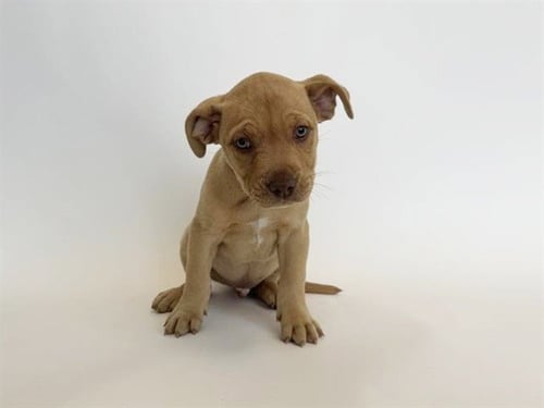 PATRICK - Pit Bull Terrier available for adoption