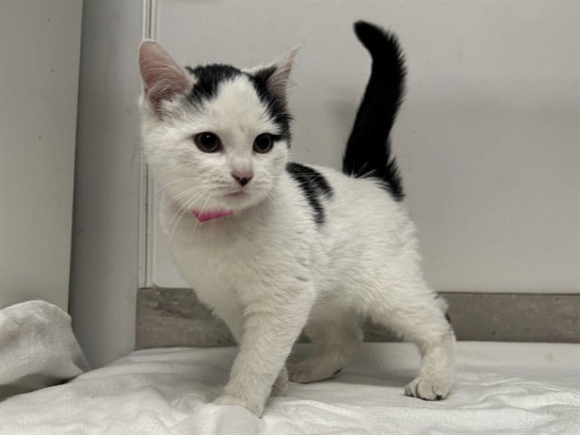 KOI - Domestic Short Hair available for adoption