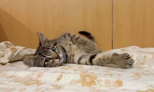 CRACKLE - Domestic Short Hair available for adoption