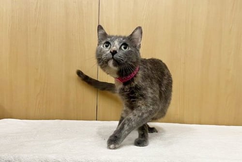 REMY - Domestic Short Hair available for adoption