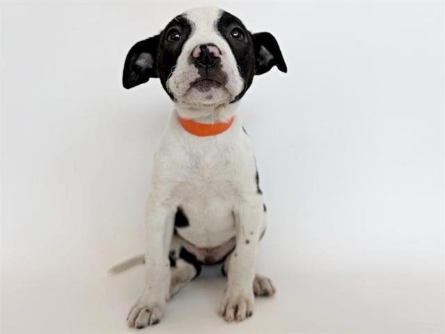 ASH - Terrier available for adoption