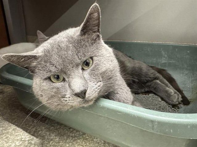 THE GRAY ONE - Domestic Medium Hair available for adoption