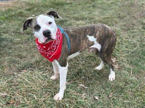 MUFASA - Pit Bull Terrier available for adoption