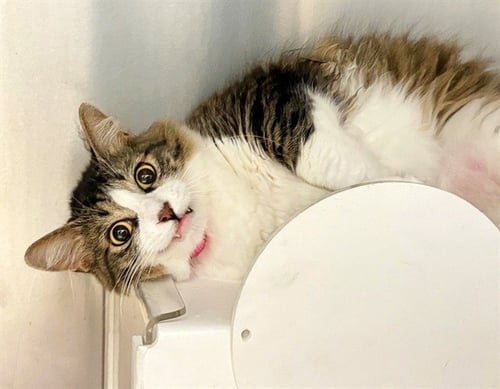 MAYLI - Domestic Medium Hair available for adoption