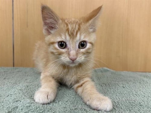 AHO - Domestic Short Hair available for adoption