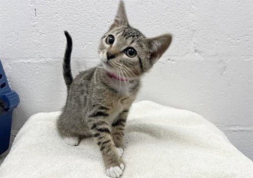 ROSEBUD - Domestic Short Hair available for adoption