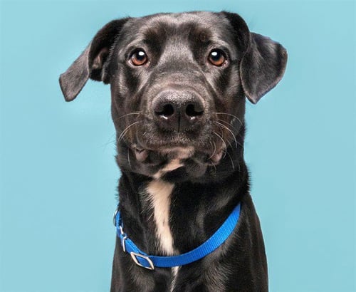 JAX - Labrador Retriever available for adoption