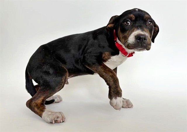 LUKE SKYWALKER - Pit Bull Terrier available for adoption