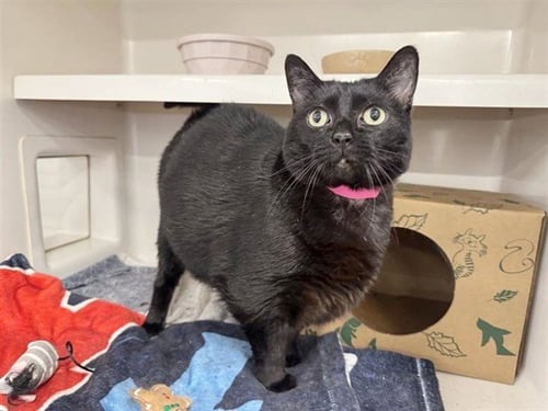 CORA - Domestic Short Hair available for adoption