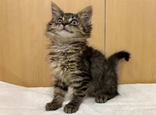 FIREFLY - Domestic Medium Hair available for adoption