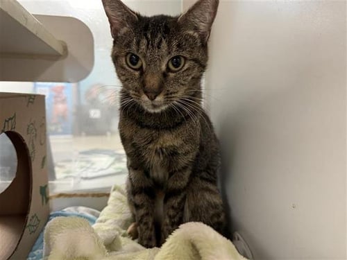 ISABELLE - Domestic Short Hair for adoption in St. Louis