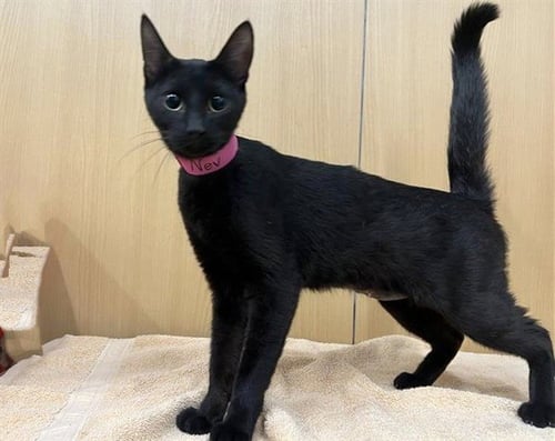 NEV - Domestic Short Hair available for adoption