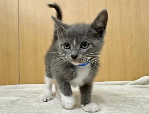 REBEL - Domestic Short Hair available for adoption