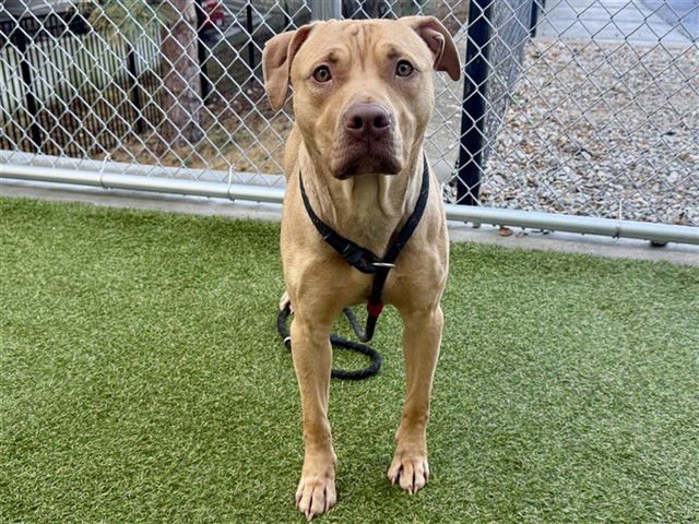 SIMBA - Pit Bull Terrier available for adoption