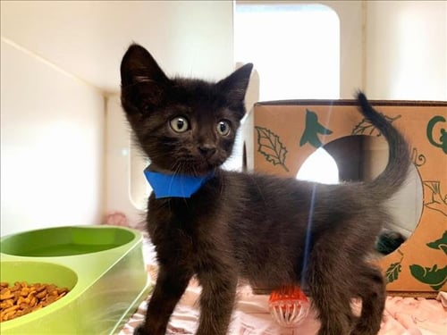 SPYDER - Domestic Short Hair available for adoption