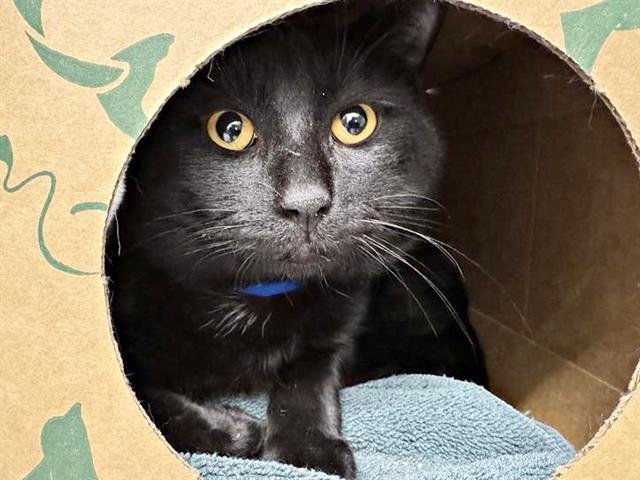 BINX - Domestic Short Hair available for adoption