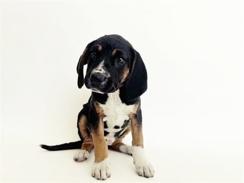 OLIVIA - Terrier available for adoption