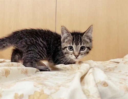 COVER GIRL - Domestic Short Hair available for adoption