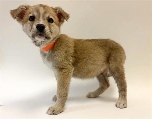 WILL - Terrier available for adoption