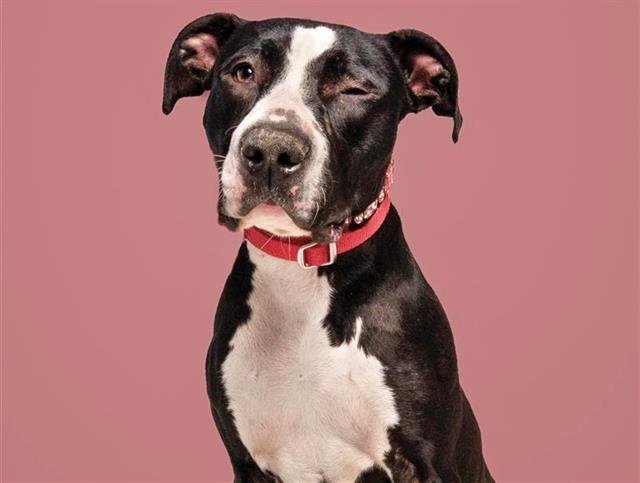 SOURDOUGH - Labrador Retriever available for adoption