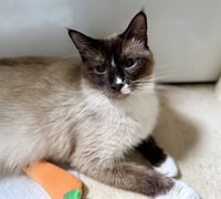 KAYLA - Photo 1